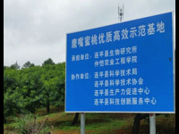 河源市连平县举行早熟蜜桃新品种现场测产与品质鉴评会