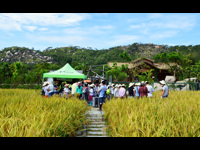 汕头市濠江区科协联合举办收割水稻科普体验活动