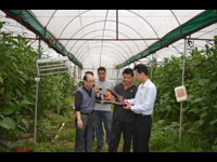 清远市清新区副区长郑伟其到大棚蔬菜种植科普示范基地考察