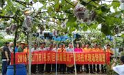 江门市江海区科协联合举办2016年礼乐巨峰葡萄高产栽培技术现场培训班