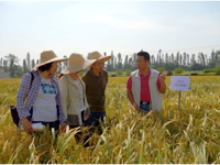 航天育种专家到江门市农科所科普示范基地为稻种选育出谋献策