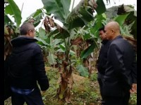 省市农技专家开展学术研讨,把脉香蕉枯萎病解决方案