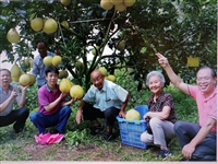 茂名市老科协深入电白老区调研指导“三红蜜柚”种植