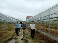 汕尾市陆河县科协开展水果种植园调研活动