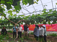 汕尾市陆河县科协开展精品水果栽培管理技术培训活动