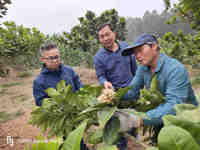 茂名化州市科协邀请专家指导当地种植户