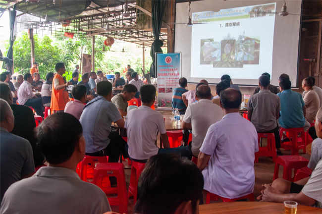 茂名市电白区科协开展生产技术培训,助推荔枝龙眼丰产丰收