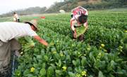 茂名依靠山区发展蔬菜产业绿色种植惠农致富