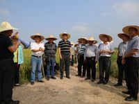 江门市农学会协办水稻晚季新品种观摩暨学术研讨会