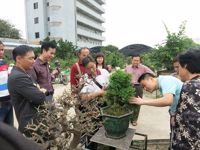 惠州市惠阳区盆景协会赴广州市番禺区交流学习