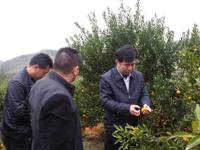 河源市紫金县科协到春甜桔基地检查指导灾后复产工作