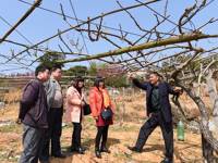 河源市和平县科协到青州镇指导水果灾后复产工作