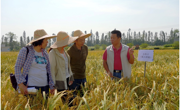 航天育种专家到江门市农科所科普示范基地为稻种选育出谋献策