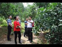 茂名市科协领导到化州调研化橘红产业发展状况