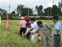 江门市新会天之源科普示范基地举办优质高产水稻新品种“Y两优098”现场观摩培训会