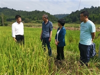 河源市科协组织专业技术拔尖人才到锡场镇开展农业科技服务活动