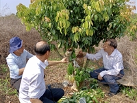 茂名市老科协秘书长邓振权等调研指导电白区林头镇赤岭村荔园工作