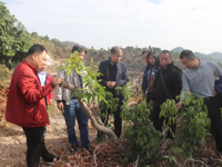 茂名市水果学会积极开展春季荔枝生产调研