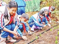 云浮市郁南县四一八小学开展以“南方地区冬小麦种植试验”为研究课题的主题实践活动