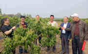 茂名市老科协农业组深入乡村指导果农做好黄皮种植管理