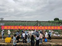 广州市南沙区科协建立大肉丝瓜科技小院