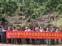 省老科协专家到郁南开展荔枝高位嫁接 栽培管理技术培训和经验交流