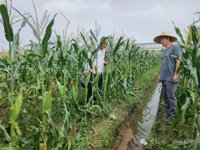 南沙科技小院助力解决鲜食玉米夏种生产难题