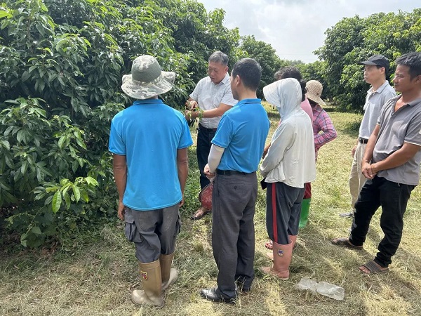 揭阳市科协组织科技人员到惠来县开展荔枝种植管理技术服务活动